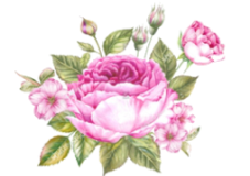 розы розовые (17) (227x160, 58Kb)